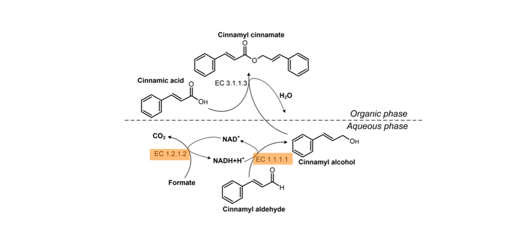Multi-enzyme cascade reaction sequence for the production of cinnamyl cinnamate from cinnamyl aldehyde with integrated co factor regeneration and in situ intermediate extraction in a two-phase system